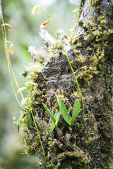 Dendrobium oppositifolium