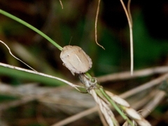 Eurygaster austriaca