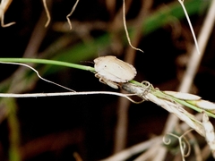 Eurygaster austriaca