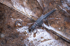 Microcanachus