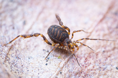 Zalmoxidae