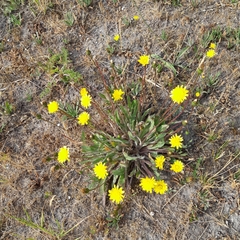 Leontodon saxatilis saxatilis