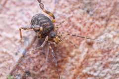 Zalmoxidae
