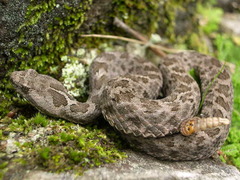 Crotalus aquilus