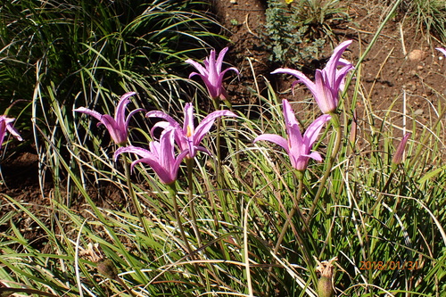 Image of Xerophyta viscosa by no rights reserved