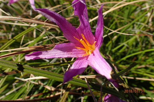 Xerophyta viscosa image