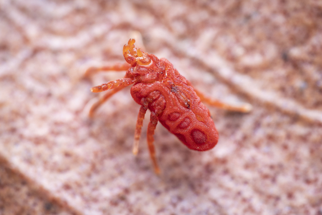 Trombellidae