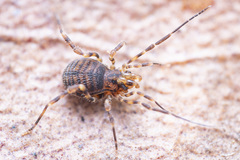 Zalmoxidae