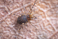 Zalmoxidae
