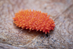 Caledonimeria mirabilis