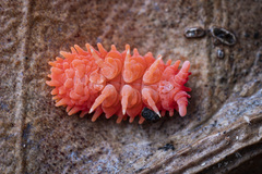 Caledonimeria mirabilis