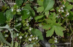 Euphrasia wettsteinii