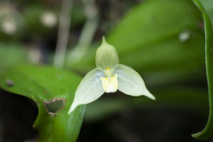 Bulbophyllum aphanopetalum