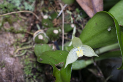 Bulbophyllum aphanopetalum