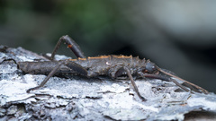Canachus
