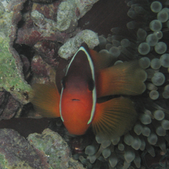 Amphiprion barberi