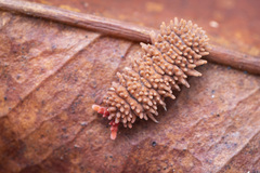 Caledonimeria mirabilis