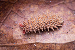 Caledonimeria mirabilis