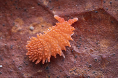 Caledonimeria mirabilis