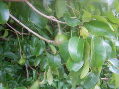 Xylocarpus moluccensis