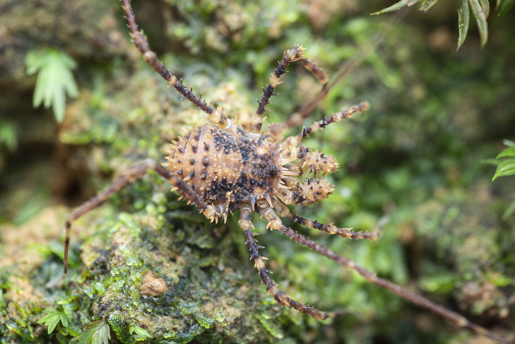 Triconobunus