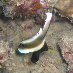 Heniochus chrysostomus