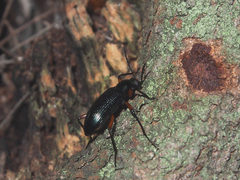 Strongylium erythrocephalum