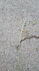 Lolium perenne perenne