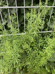 Galium aparine