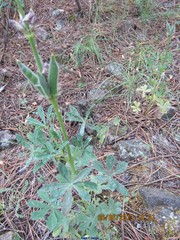 Lupinus hispanicus