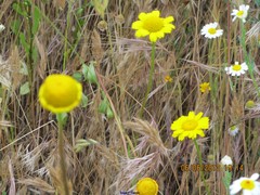 Coleostephus myconis