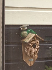 Parus major