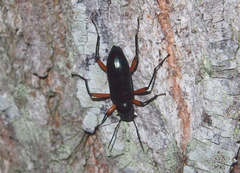 Strongylium erythrocephalum