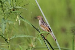 Cisticola marginatus