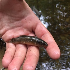 Umbra pygmaea
