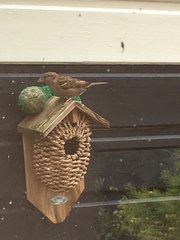 Passer domesticus
