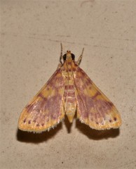 Conogethes haemactalis
