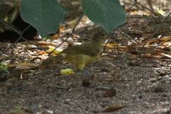 Chlorocichla flaviventris