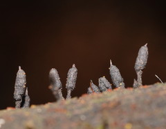 Xylaria apiculata