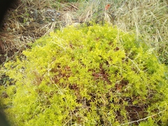 Asparagus densiflorus