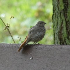 Phoenicurus ochruros