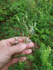 Lactuca ludoviciana