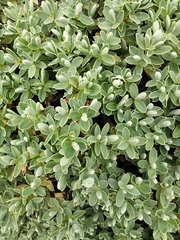 Veronica topiaria