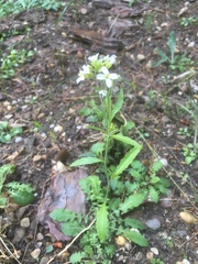 Arabidopsis arenosa