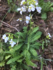 Arabidopsis arenosa