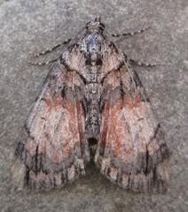 Hydriomena perfracta