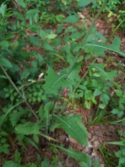 Lactuca ludoviciana