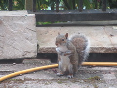 Sciurus carolinensis