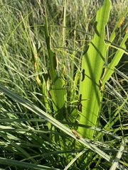 Rhadinoceraea micans