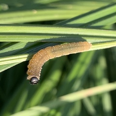 Rhadinoceraea micans